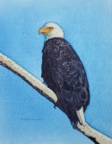 DillonC-202105-Eagle-canvas-11x14-250