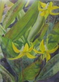 LarsonT-2022-Yellow-Trout-Lilies-edited